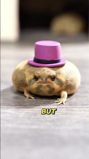 This Frog Sounds Like a Squeaky Toy! 🐸😂 l RAIN FROG