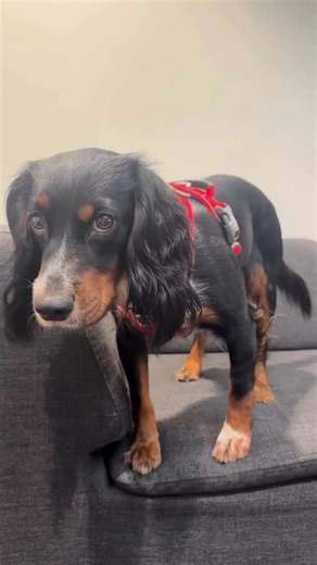 59 reactions | “Santa, it’s me. Can you confirm I’m on the nice list? Mum’s out here spreading bad rumours.” What do you think? Is Holly on Santa’s nice or naughty list this year?  #dogcopenhagen #mydogcopenhagen #christmas #dogchristmas #santa #dog #dogs #dogreel | DOG Copenhagen | Facebook