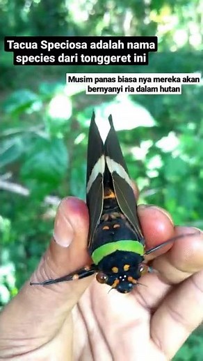 serangga tonggeret (Tacua Speciosa) #shorts #short #shortsfeed #shortsvideo