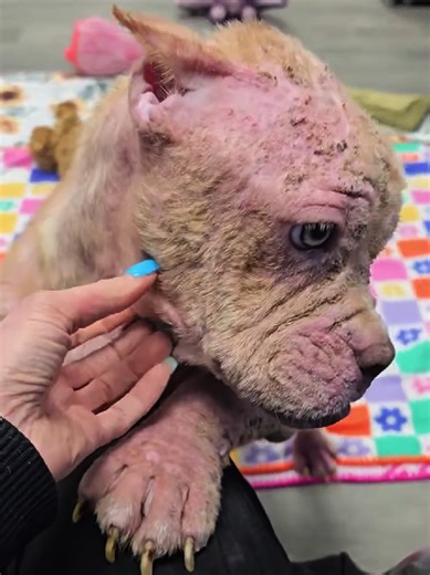 Tinkerbell's Inspiring Rescue Journey