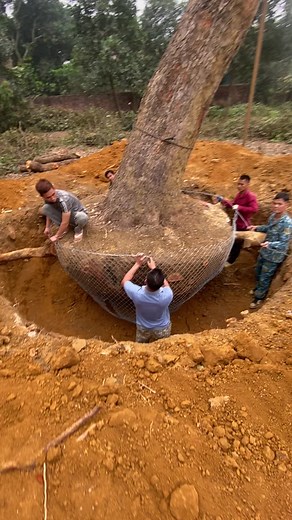 Planting a Large Tree in a Forested Area