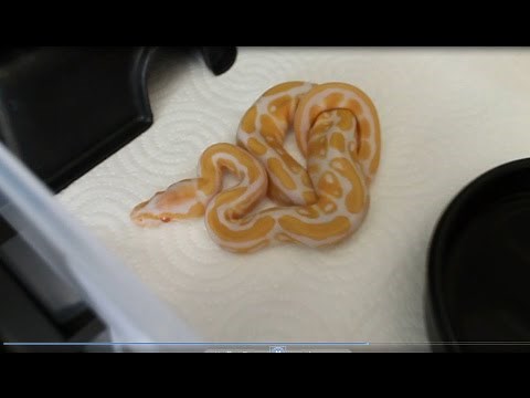 Python Regius Albinos X Het Albinos (Partie 4) "Présentation des nouveaux-nés""