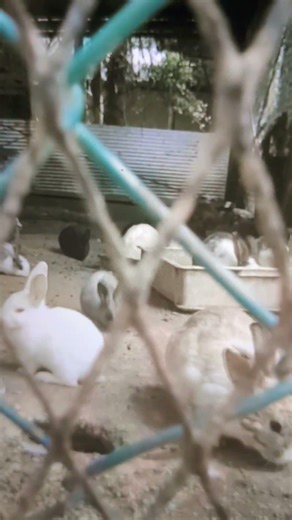 🔴柳川市 日吉神社⛩️の 動物たち ✨撮影2026・4/6(月) ♦️福岡県柳川市坂本町✨ネコちゃんに 又、会えました。すり寄って来ました。前年、12月にも会ったもんね！✨フラミンゴ・ヤギ・ウサギ
