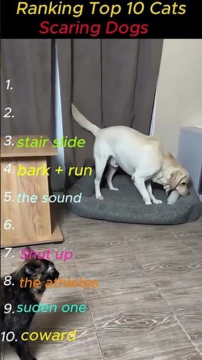 Ranking Top 10 Cats Scaring Dogs#shorts #funny