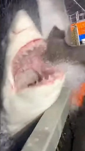 Shark Attacks Fisherman Tries to Catch Manta Ray. #SharkAttack #OceanLife#POV#ViralVideo#povextreme