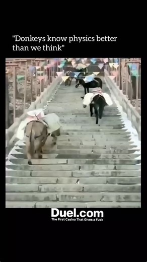 Education || history || technology on Instagram: "Donkeys have an incredible sense of balance and awareness of their body weight. When climbing stairs, they move crossly instead of straight to evenly distribute the load they carry on their backs. This diagonal movement helps them maintain stability, reduce pressure on their knees, and prevent slipping — especially on narrow or uneven steps. It’s not random — it’s instinct backed by evolution and experience! . . . . . . . Copyright Disclaimer: Al