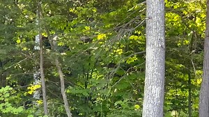 I live in a Majickal place! The Fae showed up to welcome me! 🧚🏻🧚‍♀️🧚🏻‍♂️ #fae | Dark Irish Witch