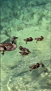 790K views · 131K reactions | 60 Seconds of Serenity (#839): Each day I am sharing 60 seconds of nature to help “take the edge off” during these stressful times. Lots and lots of ducklings enjoying today’s spectacular weather on crystal clear Skaneateles Creek in Skaneateles, NY where the stream empties into the equally as clear Finger Lake. These were late bloomers and I counted no fewer than 30. | John Kucko Digital | Facebook