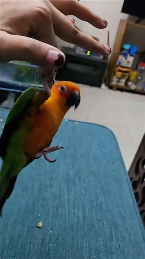 Playful Conure #pets #birds #parrot #trending #viral #shorts #foryou #funny #viralvideo #cute