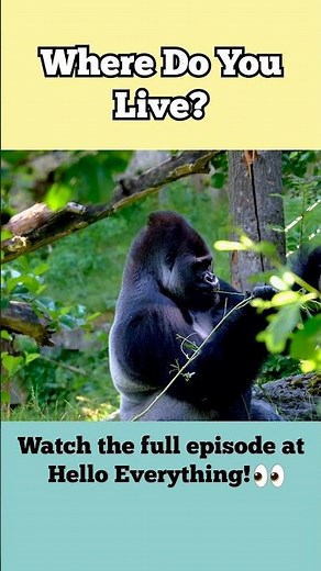 Where Do You Live | Safari or Rainforest | Learn Animal Names with Animal Videos