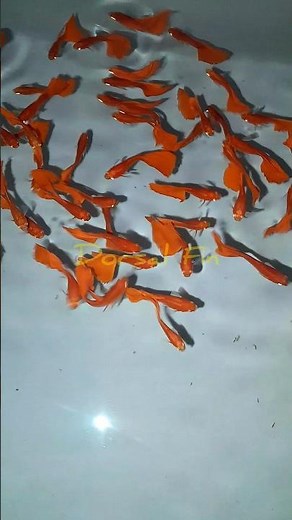 Albino Full Red Guppies