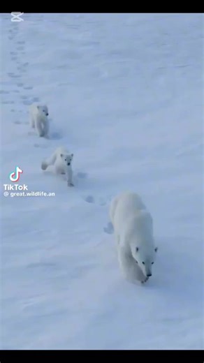 Save Polar Bears: Join the Conservation Today