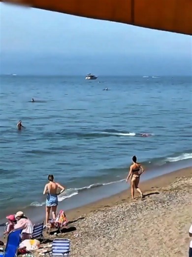 This Giant Fish Shocked Everyone at the Beach #fish #shorts | Giant Fish