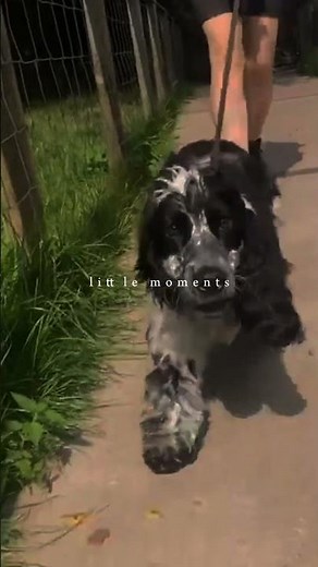 Cocker Spaniel Pulling at Everything. Watch What Changes | Faithwolf
