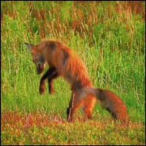 Leap into action for foxes and help get fox hunting banned in Ireland: 🦊 Contact TDs and political party leaders: https://banbloodsports.wordpress.com/2025/12/11/urge-ff-fg-sinn-fein-tds-to-vote-in-favour-of-ban-fox-hunting-bill/ 🦊 Sign the ‘Ban Fox Hunting’ petition: https://my.uplift.ie/petitions/petition-to-ban-fox-hunting-in-ireland #Ireland #BanFoxHunting 🦊🙏 | Ban Bloodsports