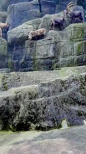 2.3M views · 14K reactions | Ibex mountain goat #ibex #mountaingoat #facebookreels #reels #adventure #travel #mountainanimals | Gilgit Baltistan Adventure Treks and Tours Pakistan | Facebook