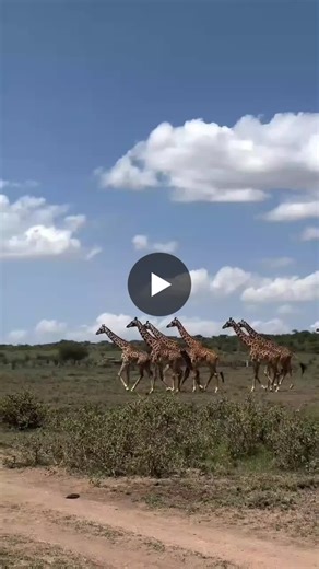 #giraffesocialstructure #giraffebehavior #towerofgiraffes #savannahgiants #africangiraffes #gentlegiants #wildsociallife #giraffelife #savannahecology #wildinstincts #travelafrica #sustainability… | Paul Kimiri