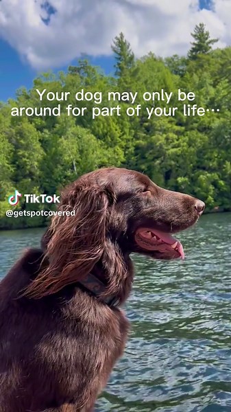 Save on Vet Bills with Spot Pet Insurance