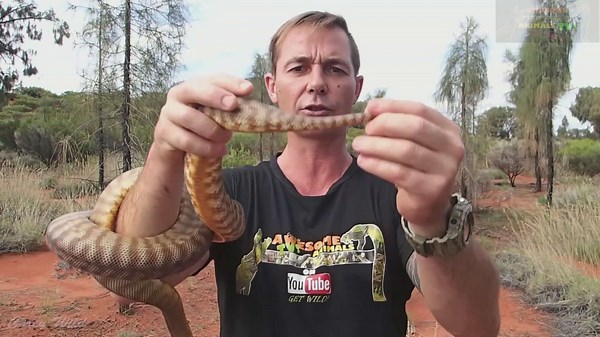 Deadly serpent swallows python | Snake vs rat feeding up close