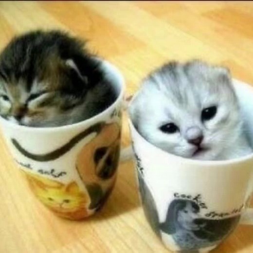 Adorable Kitten Videos: A Celebration of Cuteness