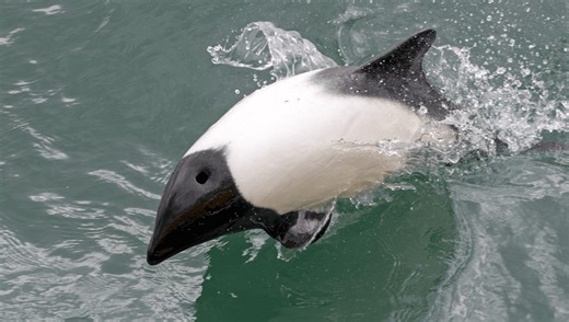 Meet The Panda Dolphin, A Black And White Beauty That Likes To Swim Upside-Down