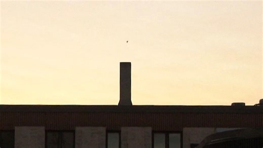 Chimney swift bird counters track migration and more in Green Bay