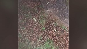 Where are all the cicadas everyone warned about? Experts say they're still coming