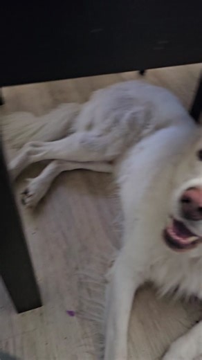 matthew johnson (@matthew.johnson46)’s videos with Just Can’t Get Enough - The Black Eyed Peas