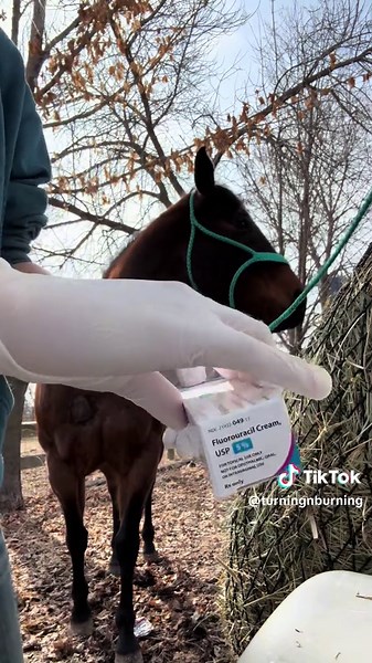 This is day one of strippers sarcoid removal! #horses #foryoupage #horsesontiktok #vetmed #viralvideo