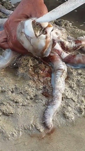 Octopus Ate a Pufferfish! 🐡 #fish #fishing #shorts