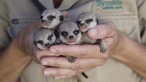 274K views · 10K reactions | Our Meerkats had babies We are overwhelmed with joy to announce the arrival of four of the most adorable babies to doting meerkat parents Aya and Penfold. | Symbio Wildlife Park | Facebook
