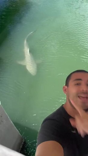 Cocodrilo 🐊 Vs Tiburones 🦈. #cocodrilo #Tiburones #shark #crocodile #Laguna #cancun #florida #faunasilvestre #wildlife #vidasalvaje #naturaleza | Daniel Rojas Vlogs