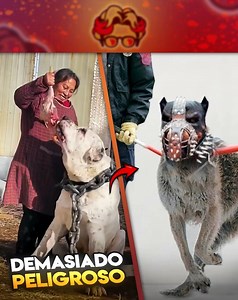 Perros Prohibidos del Mundo 😈 | Soy Tony