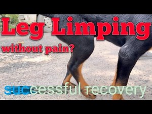 Dog limping back leg without pain. Tarsal hyperextension in Rotweiler Dog