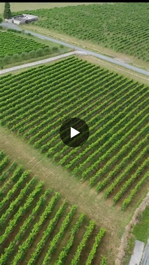 🚀 The Dobot CR series palletizing robot is helping wineries save physical effort and improve efficiency. | Chang Che