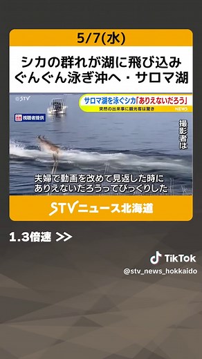 シカの群れが湖に飛び込み ぐんぐん泳ぎ沖へ・サロマ湖 観光客の男性が目撃 北海道 #シカ #サロマ湖 #シカの群れ #観光客 #北海道 #札幌 #どさんこワイド #どさんこワイド１７９ #どさんこワイド朝 #stv #TikTokでニュース