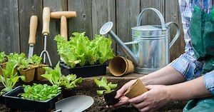 Horta caseira: aprenda como montar a sua