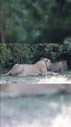 "Lion Cubs Unleashed: The Secrets Behind Their Playful Prowess and Survival Skills!"