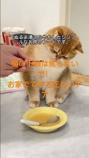 Cat diarrhea: Proper care and precautions you can take at home #Cat health #Cat diarrhea #Cat car...