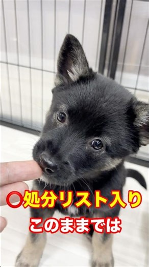 【緊急‼️】生後2ヶ月半、体重わずか3.6kgの優しい女の子🐶人馴れ抜群❣️なのに応募ゼロ😢