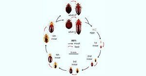 Bed Bug Life Cycle - Weird and Strange Stages of Development - Learn About Nature