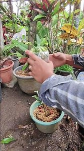 Air layering propagation technique #fortuneplant #tipsntricks #gardening #homegardening