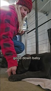 Amazing Dog Training Breakthrough With Simple Technique