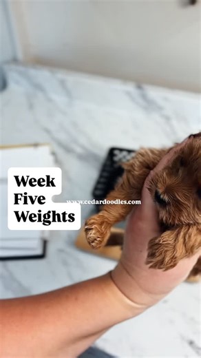 The sweetest Teddybears . Drop them some love in the comments ❤️😂 #minigoldendoodle #goldendoodlepuppy #minigoldendoodlepuppies #tuxedogoldendoodle #teddybearpuppy | Cedar Doodles