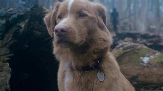 Good Boy director reveals how he got the dog to “react genuinely” during canine horror