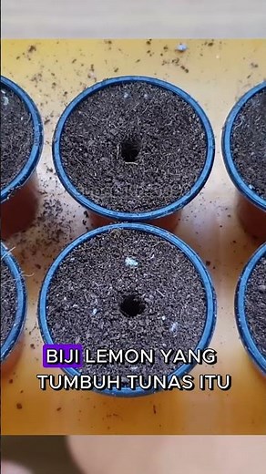 CARA MUDAH MENANAM LEMON DARI BIJI #faktaunik #ilmupengetahuan #faktamenarik
