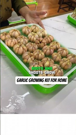 Grow Fresh Green Garlic at Home 🌱 #shorts #farming #gardeningtips #planting