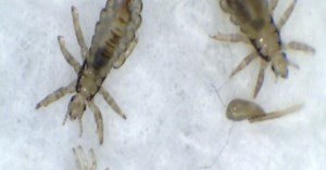 'Super lice' on the rise