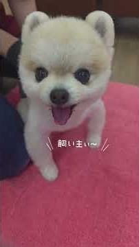 #マメすけ#ガン見する犬 #メンチ切る犬 #ドックマッサージ #犬の整体