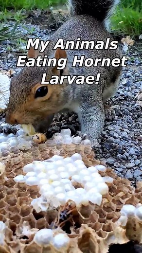 My Animals eating the larvae from my Hornets and Yellow Jackets nests! Yum Yum! #fyp #viral #hornetking #yellowjackets #chickens #squirrel | Hornet King